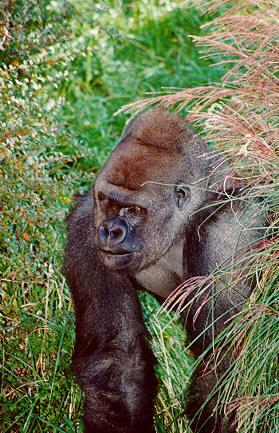 Gorilla01-Out of weeds-Closeup-StLouisZoo-by S Thomas Lewis.jpg