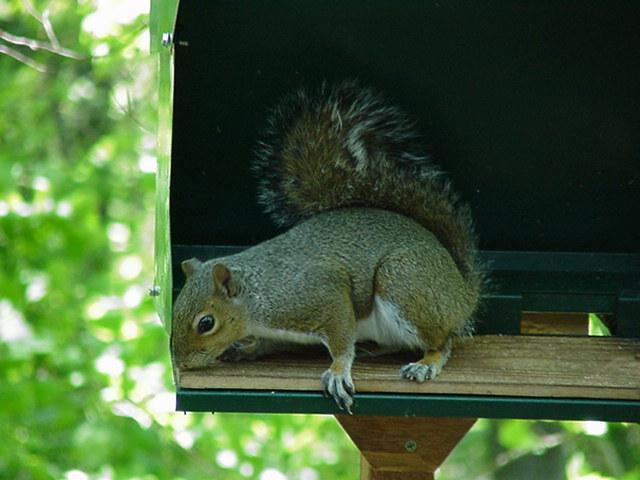 Gray Squirrel03-by Todd Rowe.jpg