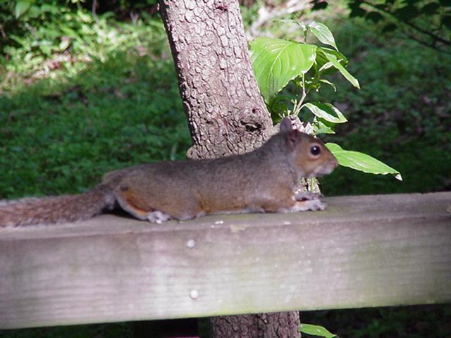 Gray Squirrel04-by Todd Rowe.jpg