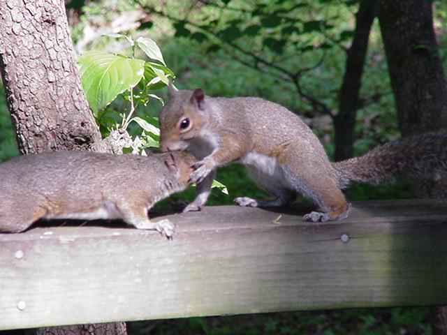 Gray Squirrel05-by Todd Rowe.jpg