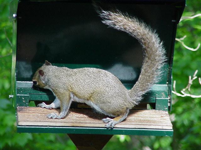 Gray Squirrel06-by Todd Rowe.jpg