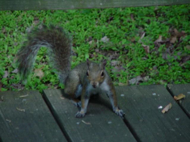 Gray Squirrel07-by Todd Rowe.jpg