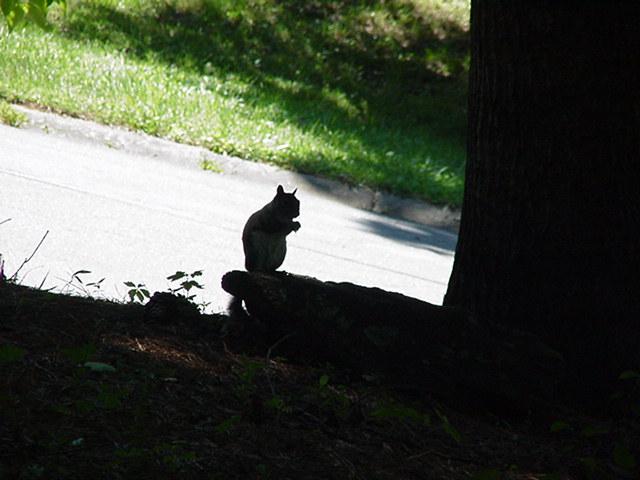 Gray Squirrel13-by Todd Rowe.jpg