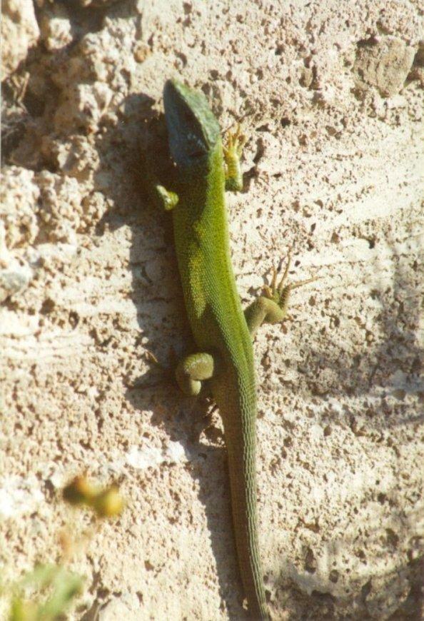 Greece Green Lizard1-by MKramer.jpg