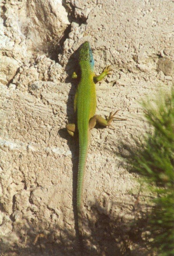 Greece Green Lizard2-by MKramer.jpg