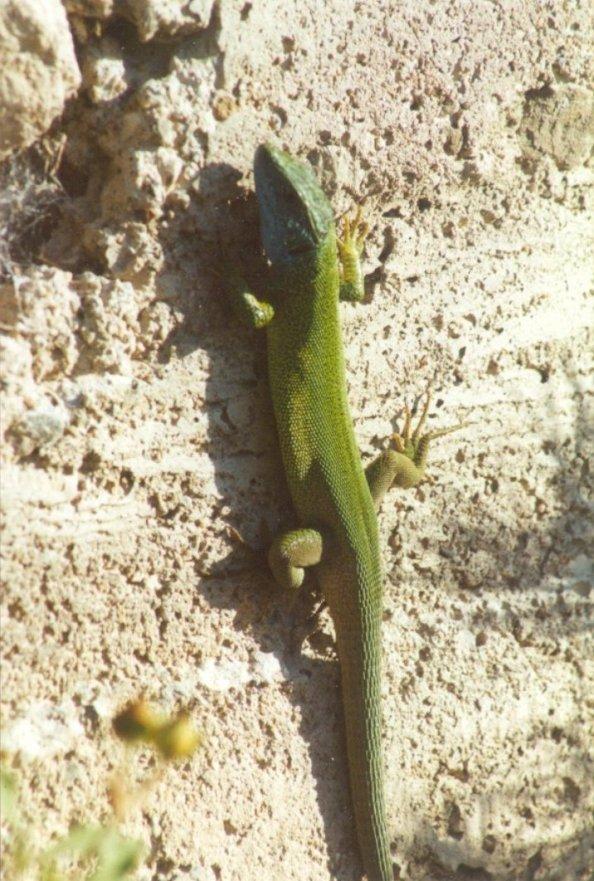 Greece Green Lizard3-by MKramer.jpg