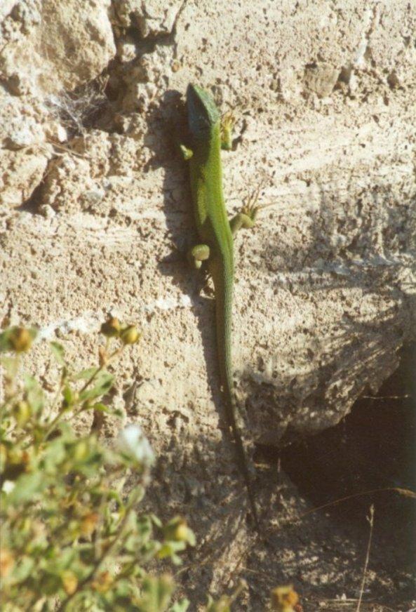 Greece Green Lizard4-by MKramer.jpg