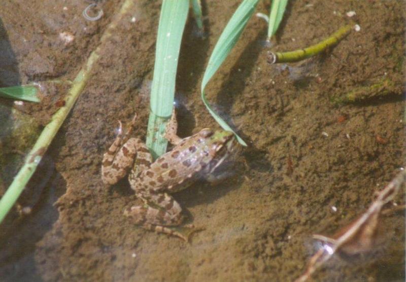 Greece Marsh Frog1-by MKramer.jpg