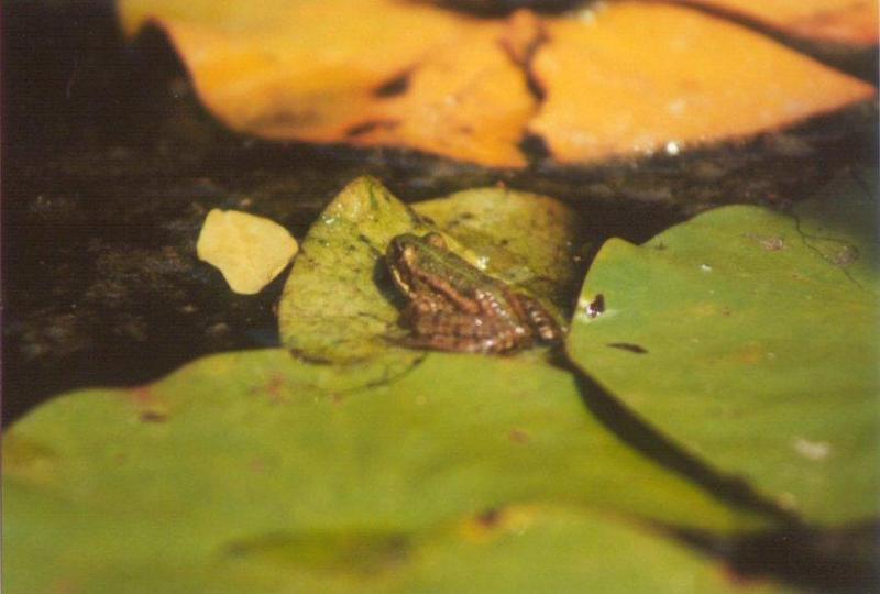 Greece Marsh Frog3-by MKramer.jpg