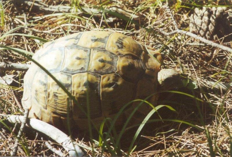 Greece Tortoise-schildpad01-by MKramer.jpg