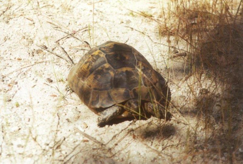 Greece Tortoise-schildpad02-by MKramer.jpg