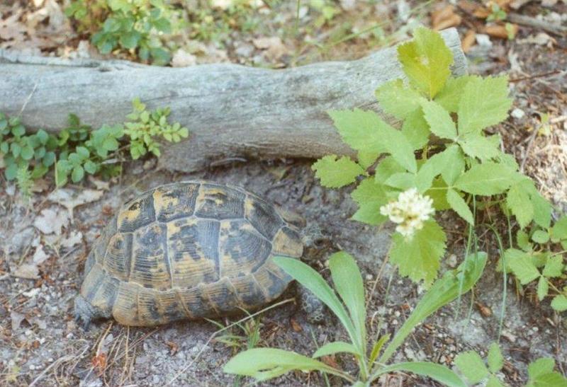 Greece Tortoise-schildpad03-by MKramer.jpg