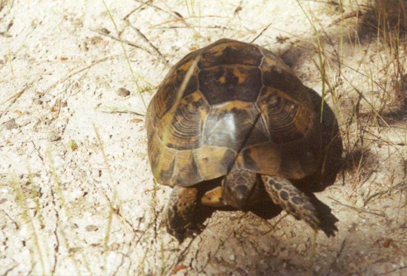 Greece Tortoise-schildpad04-by MKramer.jpg