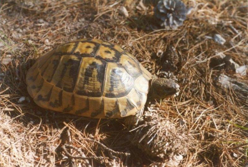 Greece Tortoise-schildpad05-by MKramer.jpg