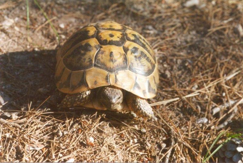 Greece Tortoise-schildpad06-by MKramer.jpg