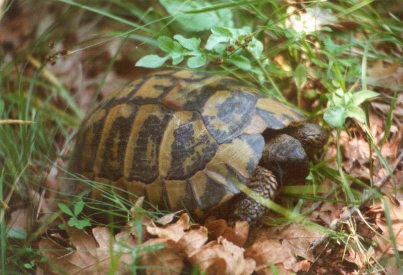 Greece Tortoise-schildpad07-by MKramer.jpg