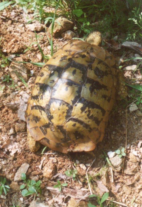 Greece Tortoise-schildpad10-by MKramer.jpg