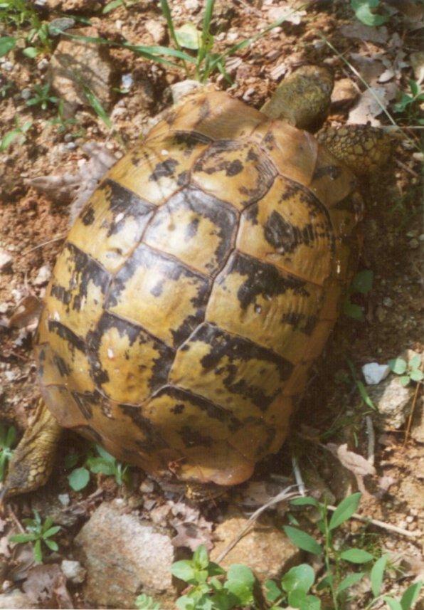 Greece Tortoise-schildpad11-by MKramer.jpg