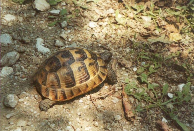 Greece Tortoise-schildpad12-by MKramer.jpg