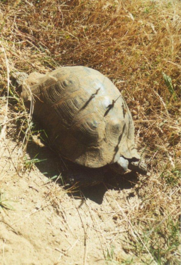 Greece Tortoise-schildpad13-by MKramer.jpg