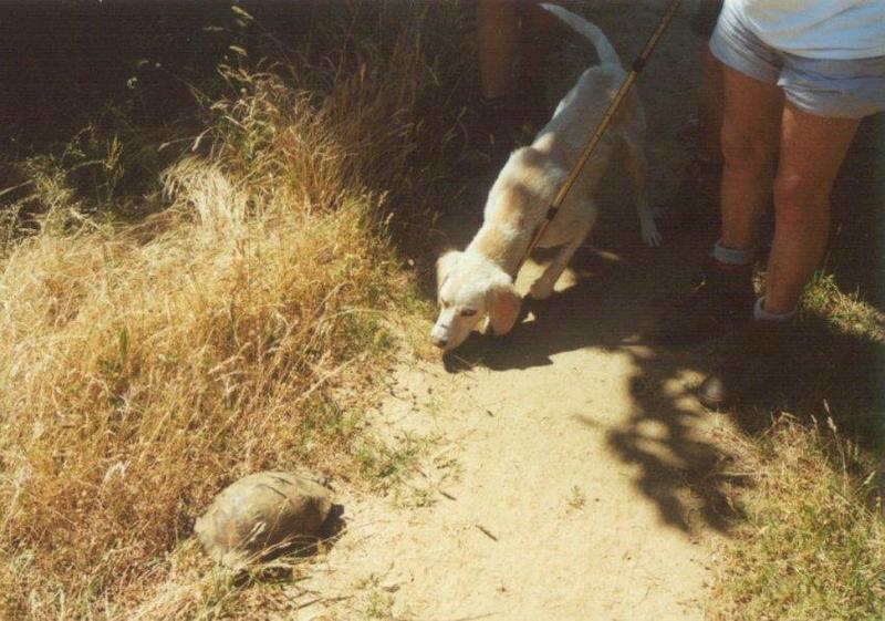 Greece Tortoise-schildpad met hond-by MKramer.jpg