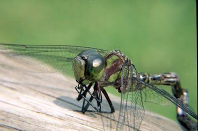 Green Emperor Dragonfly-by Richard Strong.jpg