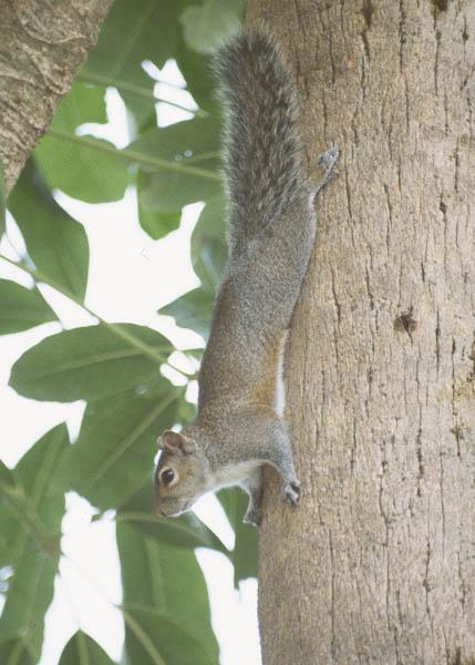 Grey Squirrel3-by Jose Sierra Jr.jpg