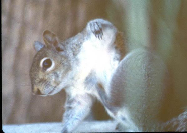 Grey Squirrel4jpg-by Jose Sierra Jr.jpg