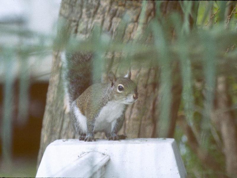 Grey Squirrel 10-by Jose Sierra Jr.jpg