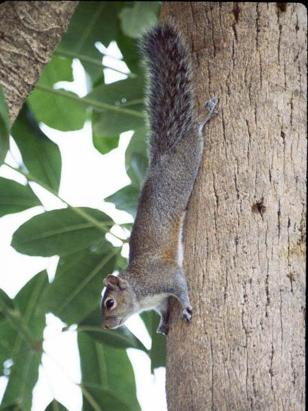 Grey Squirrel 6-by Jose Sierra Jr.jpg