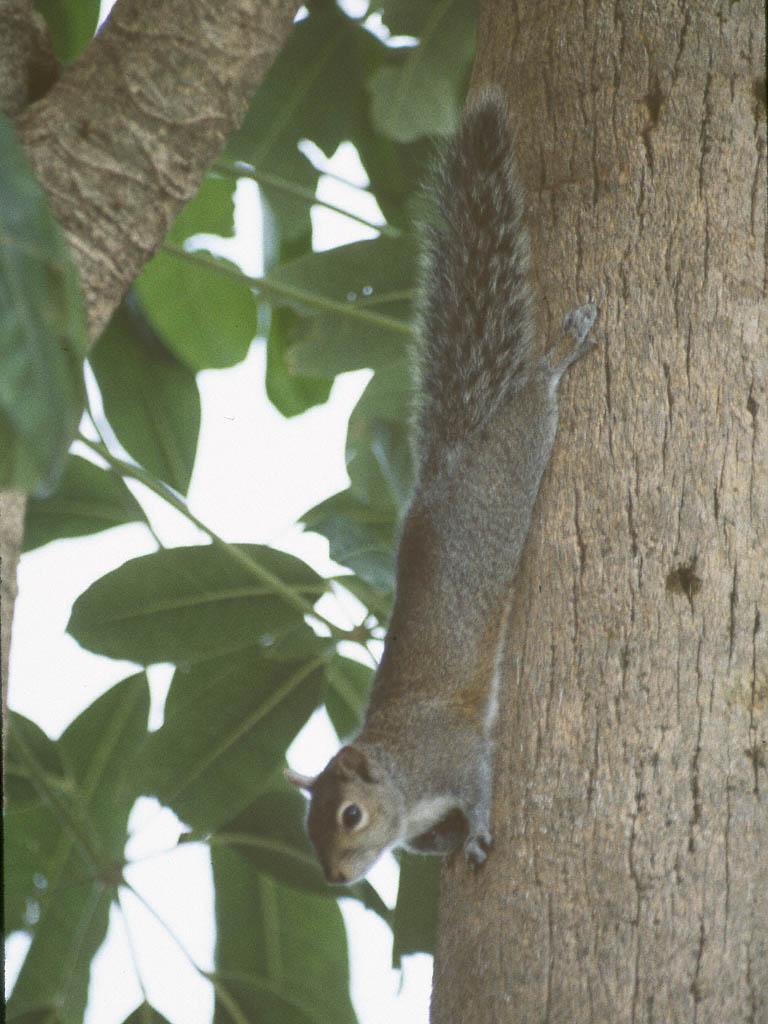 Grey Squirrel 9-by Jose Sierra Jr.jpg