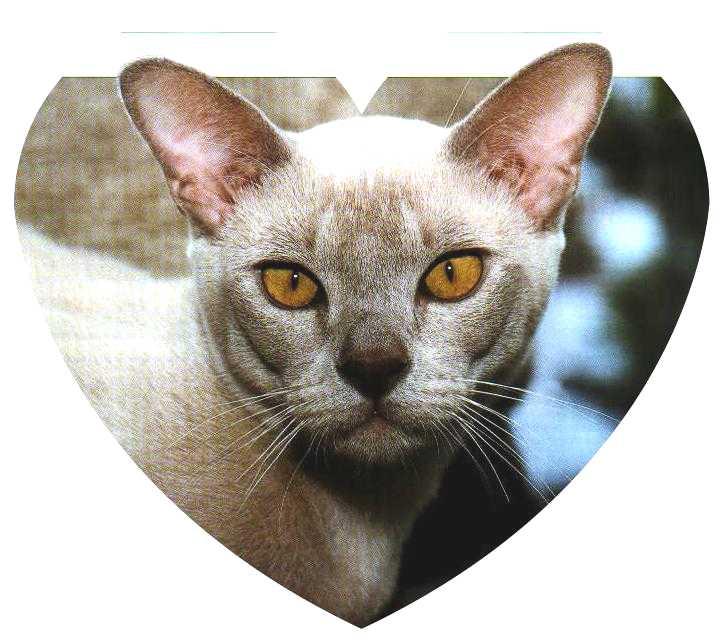 Happippi2-European Burmese Cat-by Frank and Heidi Schulz.jpg