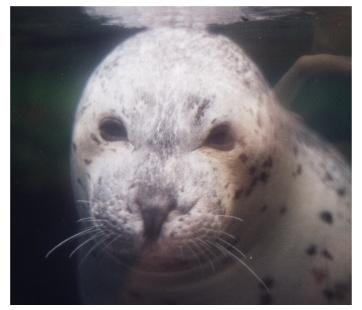 Harbor seal goodie-at NE Aquarium-by World Traveler.jpg