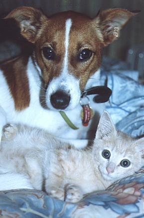 Harry-Terrier Dog n House Cat Kitten-by Fiona Anderson.jpg