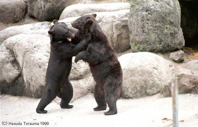 HidaKuma08-Black Bears-by Hasuda Torauma.jpg