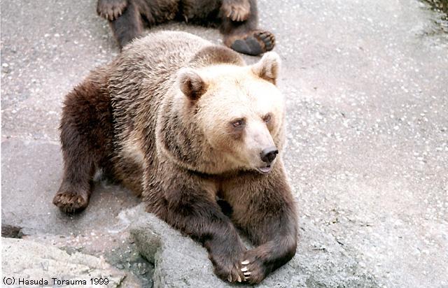 HidaKuma0F-Brown Bears-by Hasuda Torauma.jpg