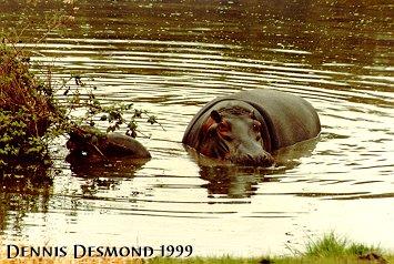 Hippopotamuses mom and baby-by Dennis Desmond.jpg