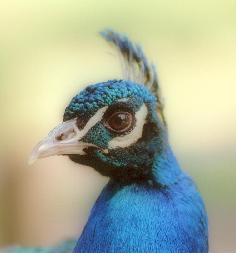 Indian Peacock003-from Lauenbrueck Animal Park-by Ralf Schmode.jpg