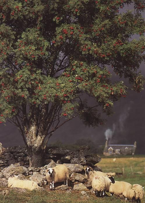 IrelandPostcard-Domestic Scottish Spotted Sheep-herd under tree-by Fiona Anderson.jpg