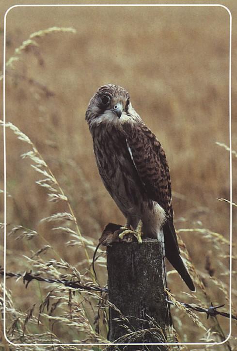 Irish Postcard-European Kestrel2-jevenile on log-by Fiona Anderson.jpg