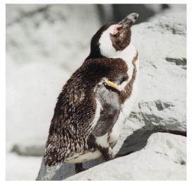 Jackass Penguin-at Mystic Aquarium-by World Traveler.jpg