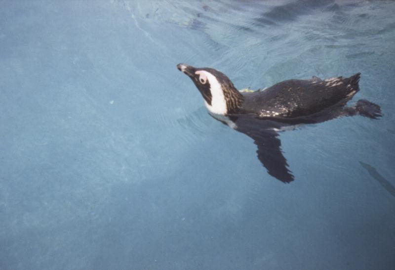Jackass Penguin-swimming on water-by Dave Wright.jpg