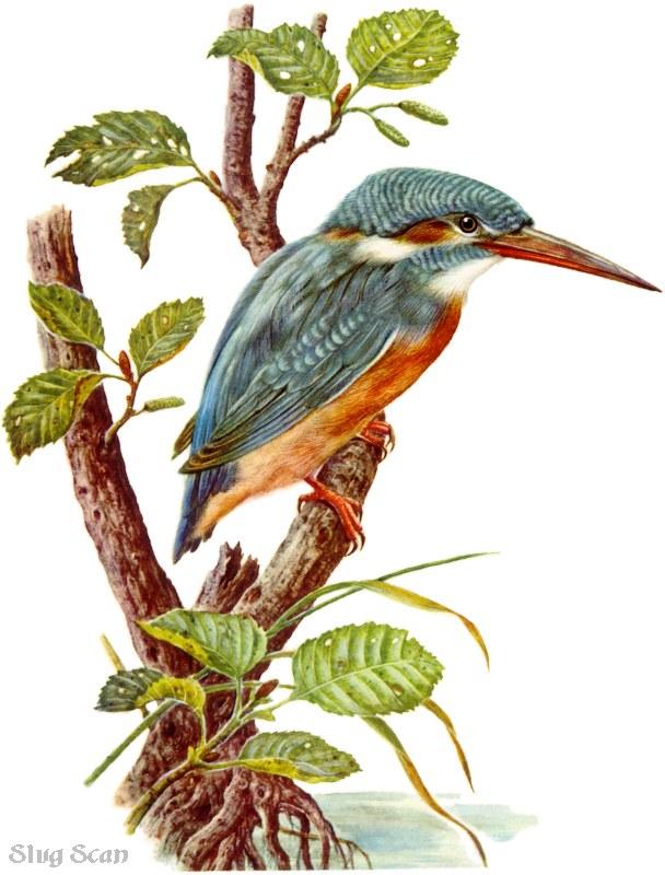 Kingfisher38-Art by Hermann Fey-Scan by Reiner Richter.jpg