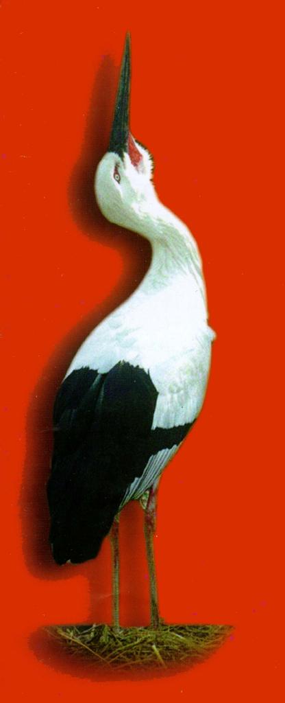 KoreanBird-Oriental White Stork J04-looks up.jpg