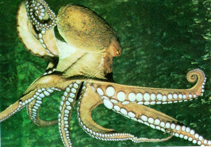 KoreanCephalopoda-Giant Pacific Octopus J01-closeup.jpg