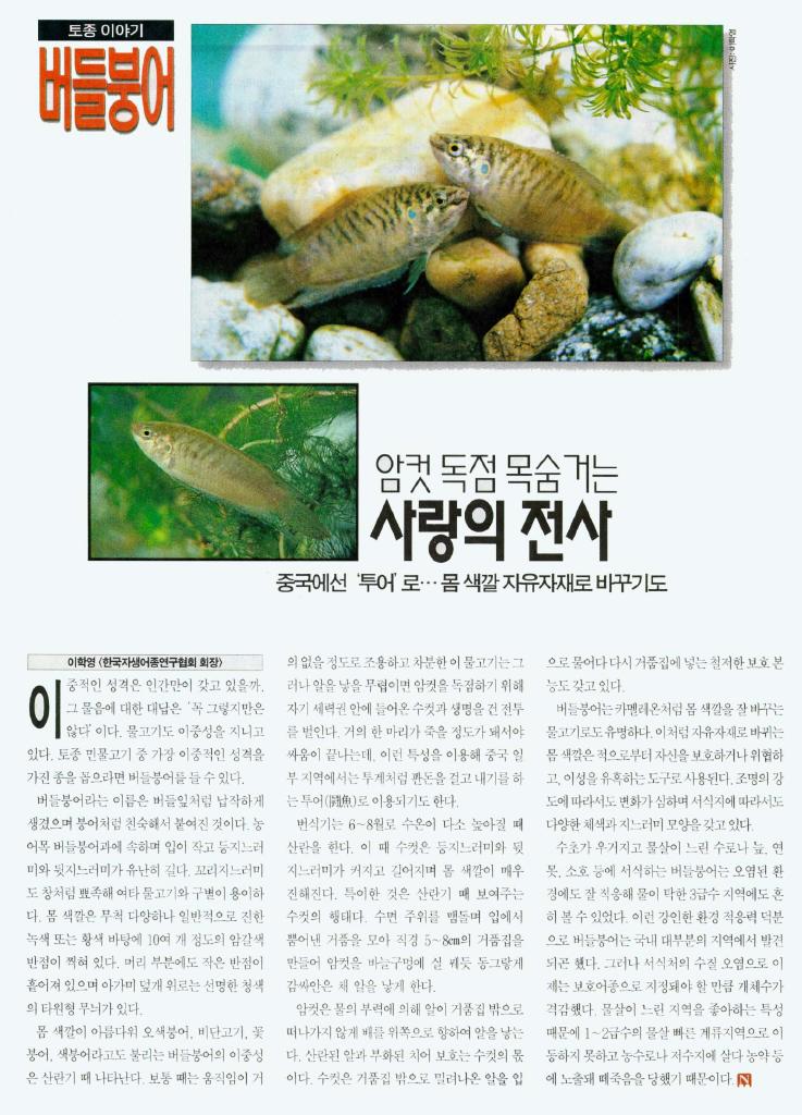 KoreanFish-Chinese Round-tailed Paradise Fish J01-article.jpg