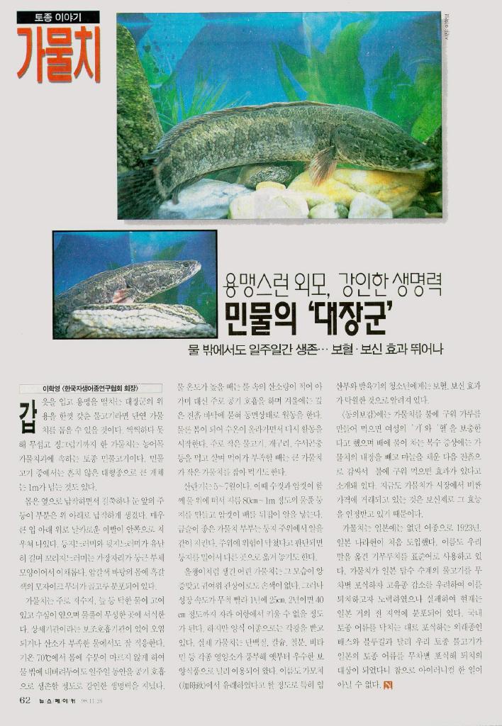 KoreanFish-Northern Snakehead J01-scanned article.jpg