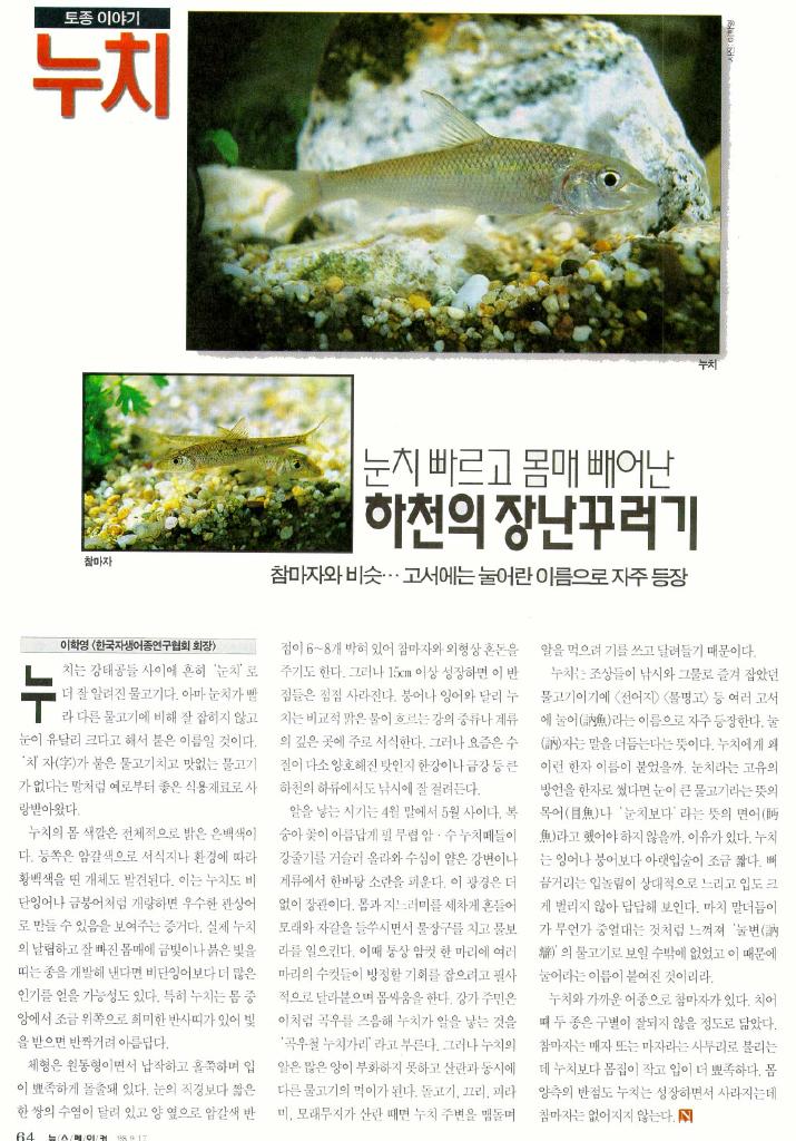 KoreanFish-Steel and Long-nosed Barbels-article.jpg