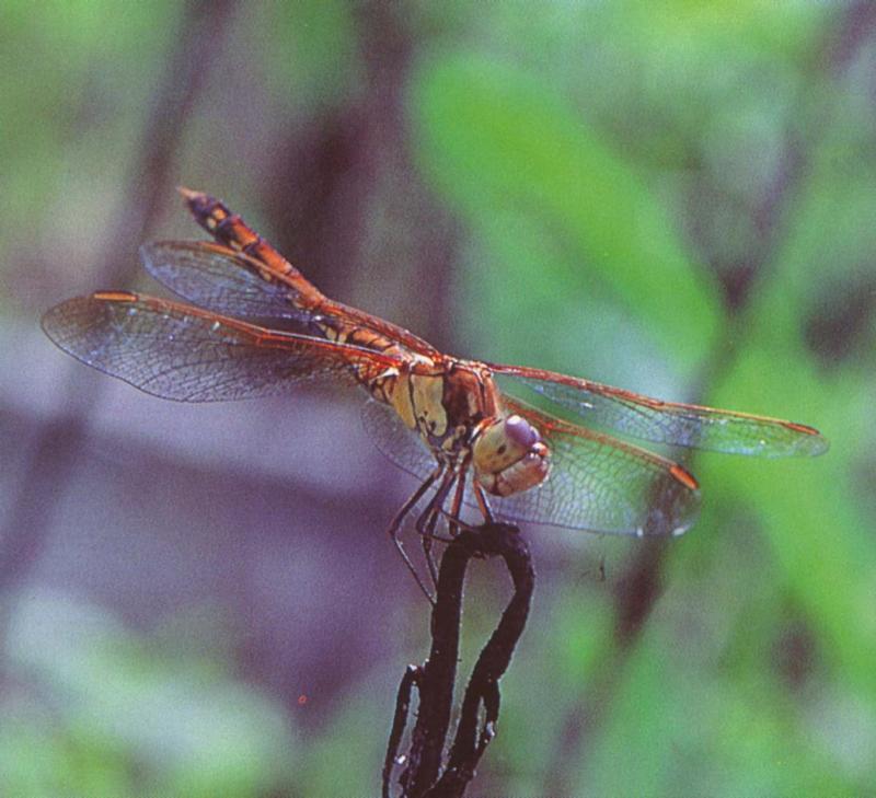 KoreanInsect-Common Darter Dragonfly J01-on branch tip.jpg