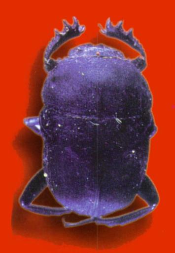 KoreanInsect-Dung Beetle J01-specimen.jpg